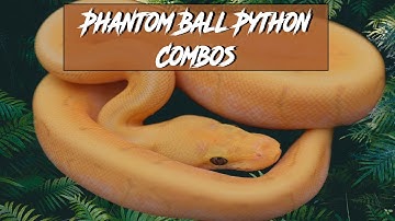 Phantom Ball Python Morph Combos | Jack