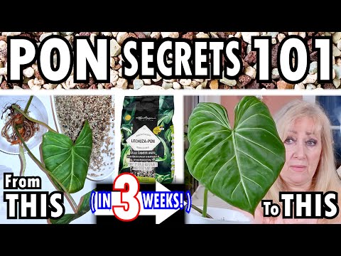 monstera pinnatipartita Monstera Pinnatipartita | Uprooted