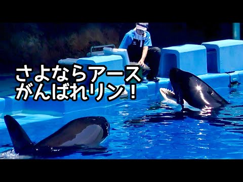 アースラ 七つの海の騙し屋 2枚 アースくんが亡くなってリンちゃんの今後が心配です 7月撮影動画