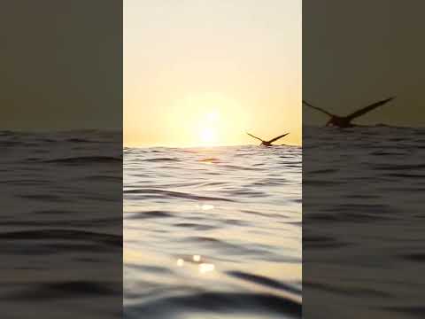 Sunset Concón Underwater Videography Freediving Chile 