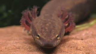 The Mudpuppy A North American Version Of The Axolotl