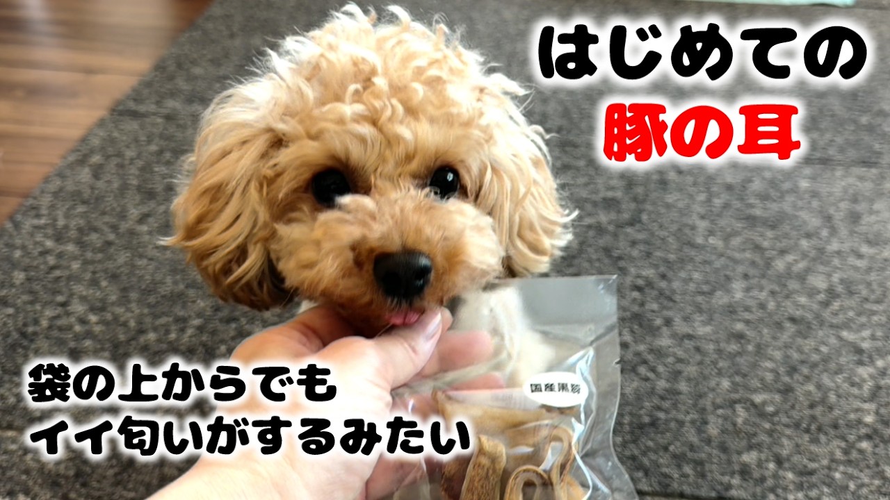ヘアゴムのオモチャと初豚の耳の2部作！豚耳は袋の上からでも匂いがするのかすごい催促してきます。