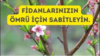 Fidanlarinizin Ömrü Ve Meyve Verimi İçi̇n Onlari Sabitleyin.