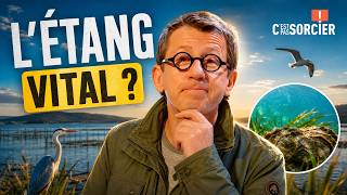 Pourquoi l’étang de Thau est si important pour la nature ? - C'est pas sorcier