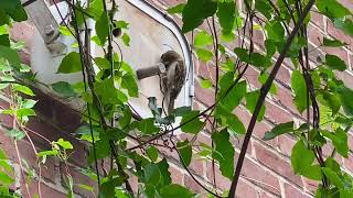 Musjes Bij De Roze Studio Ndsm