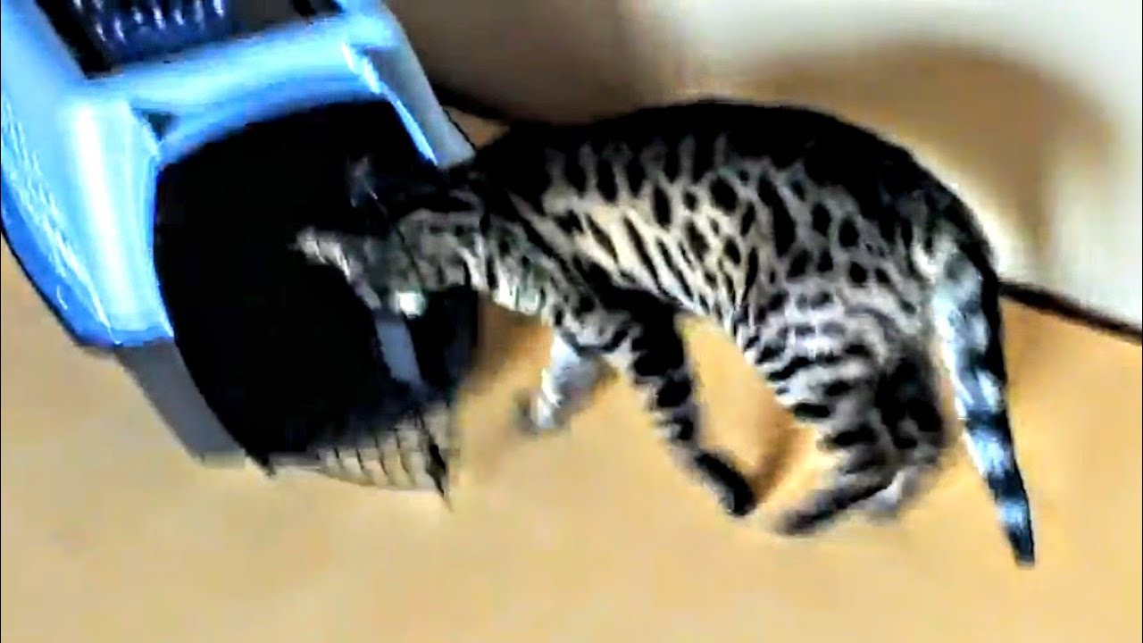 ⭐ Walks-in Case on "Command" ! ~ F1 Savannah Cat: VERSACE 🐱👍 - YouTube