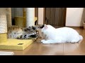 しましま猫ともふもふ猫の低燃費な戦い