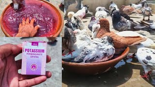 कबूतरों को कैसे नेहलाएं ? || POTASSIUM PERMANGANATE SE !