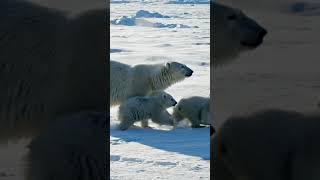 #snowbear #wintervibes #greenearth #wildanimals