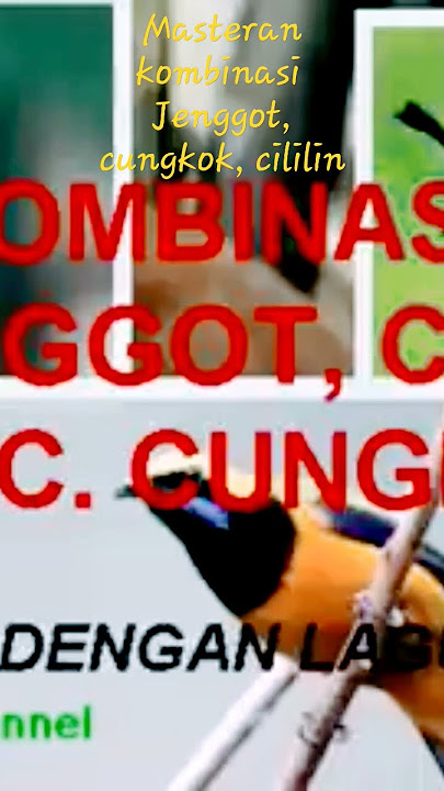 Masteran kombinasi jenggot,cungkok dan cililin