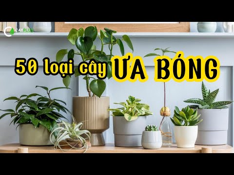 Video: Loại Cây ưa bóng râm