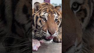 Bioga Its Not A Lollypop