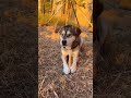 This is my drama queen dog Kugen's daily stroll! He keeps begging for treats with his adorable '
