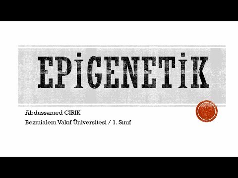 Video: Erikson'un epigenetik ilkesi nedir?