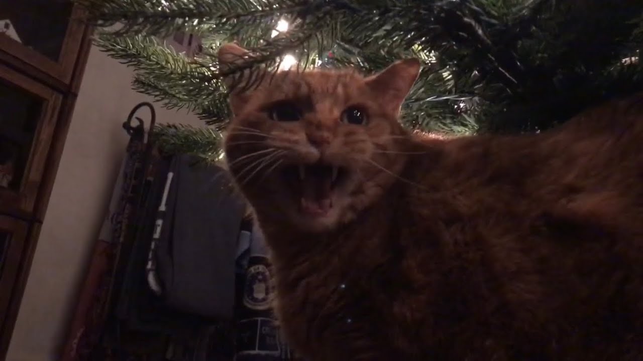 Harry The Cat Meowing Under The Christmas Tree YouTube