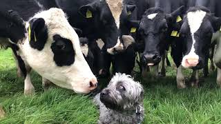 Freddie, Glen of Imaal Terrier meets Cows