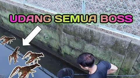 PANEN UDANG DI SUNGAI KECIL JEPANG!!!