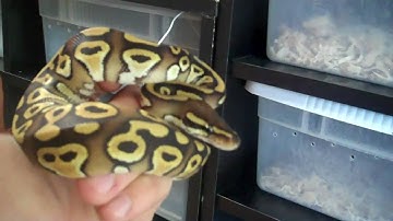 Baby Mojave Ball Pythons