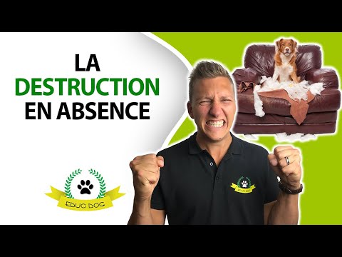 Vidéo: Comment Empêcher Un Chien De Mâcher Des Fils