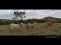 Fazenda 16 alqueires - Girassol/Cocalzinho de Goiás