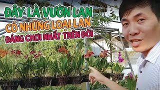 Những Loại Lan Đáng Chơi Nhất Mà Người Mới Chới Lan Nên Biết | #MêLanTV