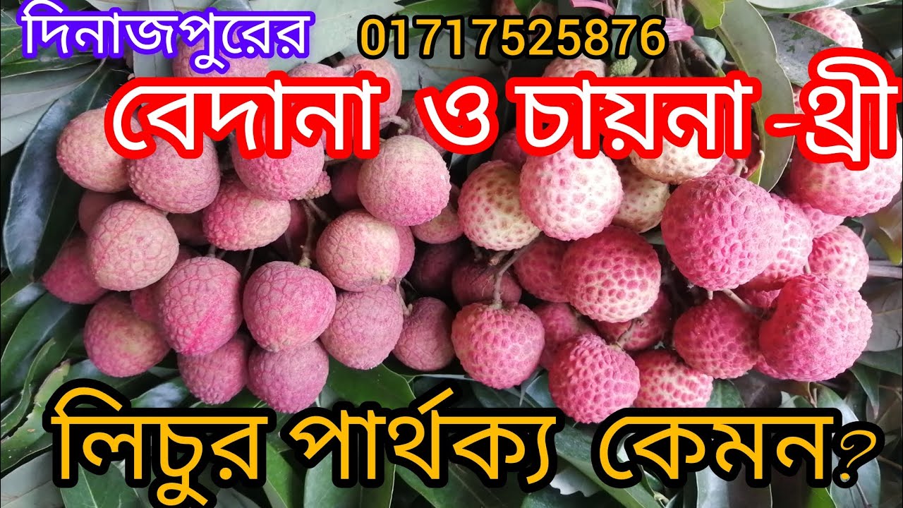দিনাজপুরের চায়না-থ্রী ও বেদানা লিচুর পার্থক্য কি? 