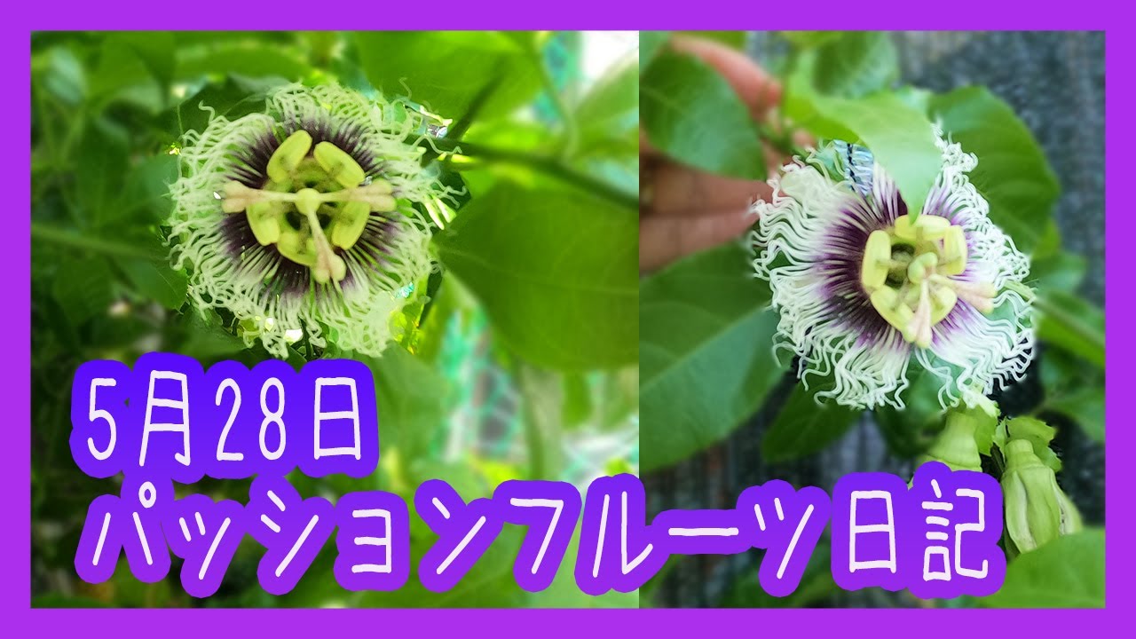 パッションフルーツ 花が2つ咲いた 開花合計10個 Youtube