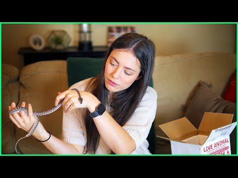 2 Snakes 1 Box - Rough Scaled Python & Hypo Stonewash Bredli! | SNAKE UNBOXING