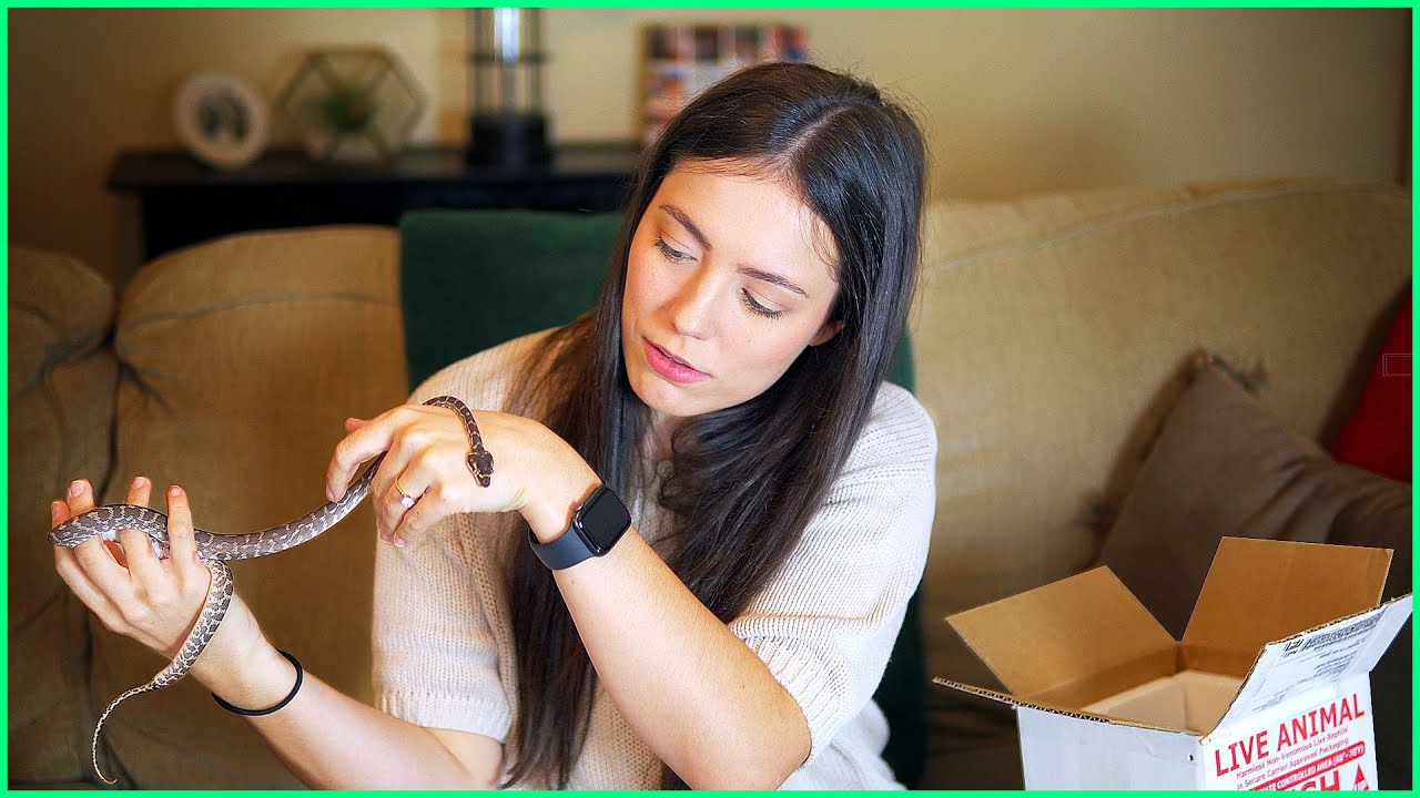 2 Snakes 1 Box - Rough Scaled Python & Hypo Stonewash Bredli! | SNAKE ...