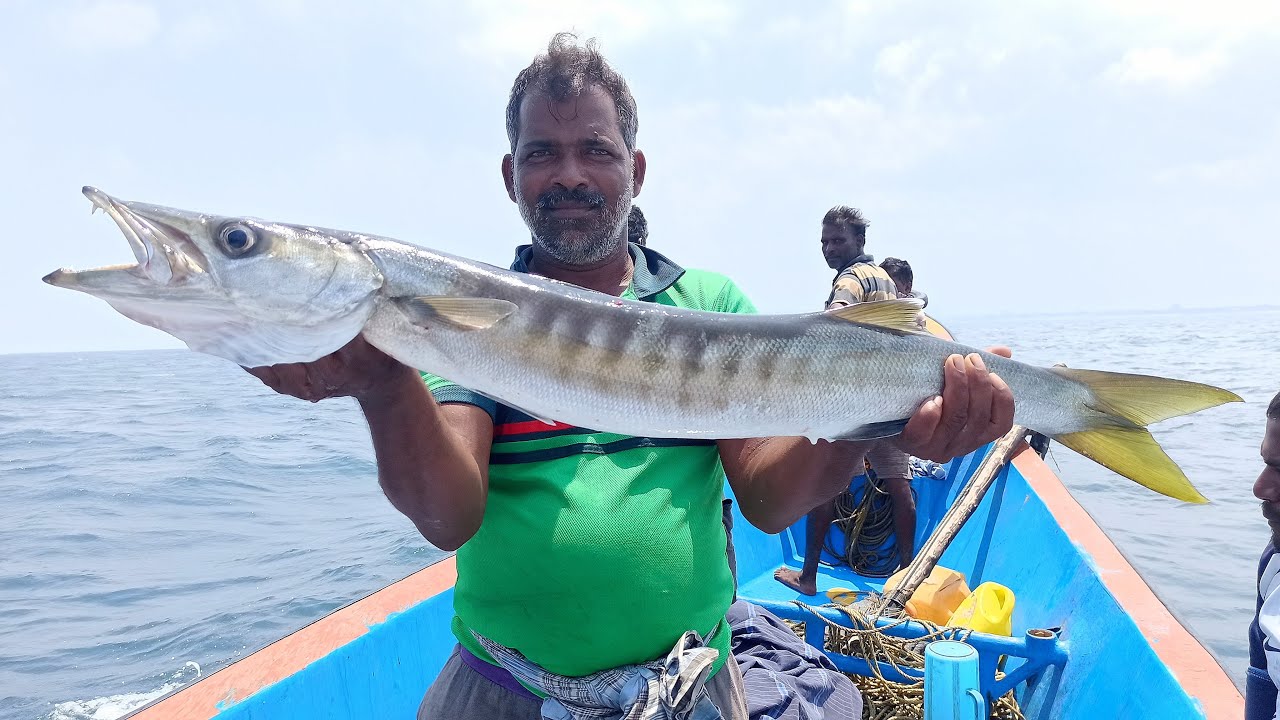 BARRACUDA FISH & SNOWY GROUPER FISH CATCHING IN THE SEA