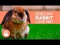 5 Clear Signs that Your Rabbit Loves You! 5 Clear Signs that Your Rabbit Loves You!