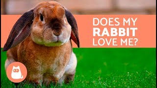 5 Clear Signs that Your Rabbit Loves You!