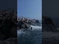 Приморские сивучи.#сивучи #fishing #охотскоеморе #японскоеморе #рыбалка #море #владивосток #путятин