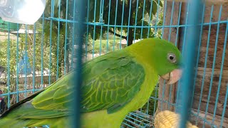 Pancing Burung Betet Anda dengan Suara ini dijamin Langsung nyahut