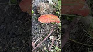 Ants Vs. Chicken (Day 2) #insects #food #bug