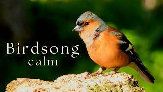Morning Forest Ambience | Birdsong, Zen Calm &amp; Peaceful Nature | Peaceful Earth