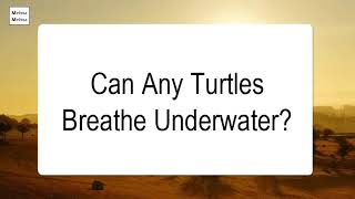 Can Any Turtles Breathe Underwater