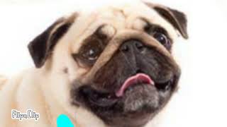 PUG SNIPER PART 4 vs turd