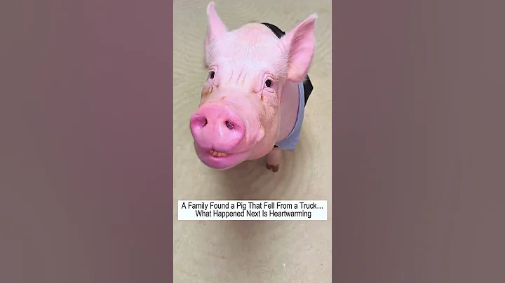 A Pig Fell Off a Truck and Met the Right Family #pig #rescue #animals #animalshorts #love