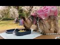 女はつらいよ予告篇
