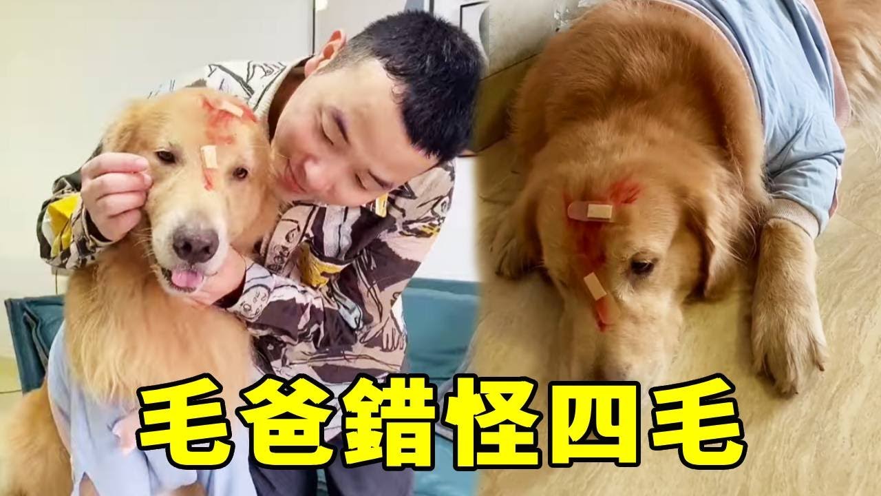 四毛「打架」被毛爸狠狠教育，不料竟是追小偷造成的，得知真相的毛爸對自己的行為後悔不已！【起错名的四毛】