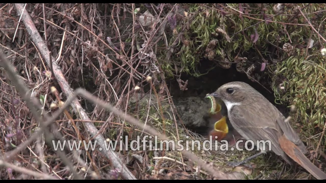 Female and male grey Bushchat feed their juveniles in Uttarakhand