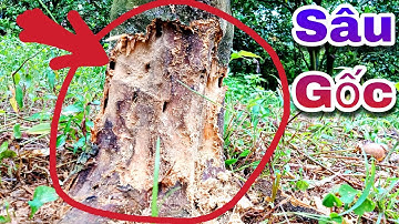 Trị Sâu Đục Gốc - Hại Cam Bưởi/nguyên nhân và cách phòng, trừ hiệu quả nhất