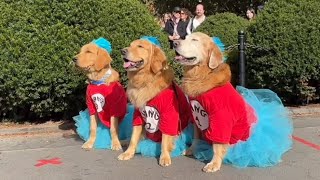 🐾 Dog Halloween Parade 2025 | Washington Square Park, New York City 🐶👻