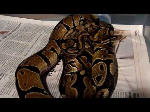 Ball Pythons (Royal Pythons Python regius)