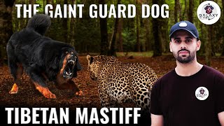 Tibetan Mastiff Top Interesting Facts The Giant Guard Dog #dogsoftheworld