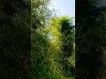 Gentle Wind Through Bamboo Grove Calming Nature Ambience#shortvideo #shortsfeed #natureambience