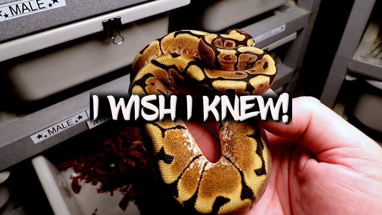 10 Things I wish I knew before Breeding Snakes! YouTube