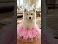 cuties 🥰 #SHORTS #Samoyed #SamoyedSmile #CloudDog #WalkingCloud #SmilingDog