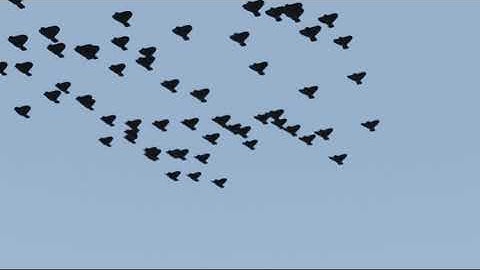 Geometry node flock of birds in blender